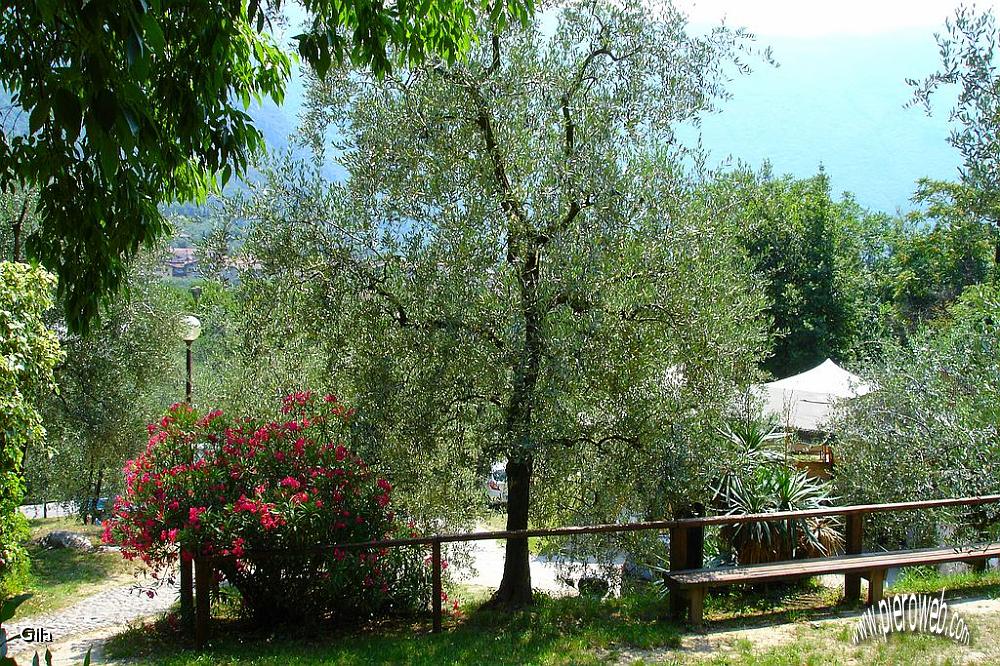 2-Vegetazione Lacustre.jpg